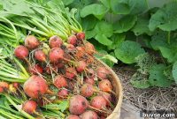 Growing Beets in Mulch: From Seed to Harvest