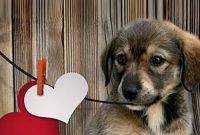 6 Valentine’s Day Gifts Dogs Will Love
