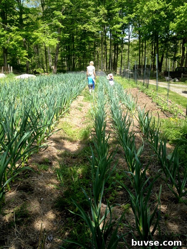 Large garlic bulb in a hand