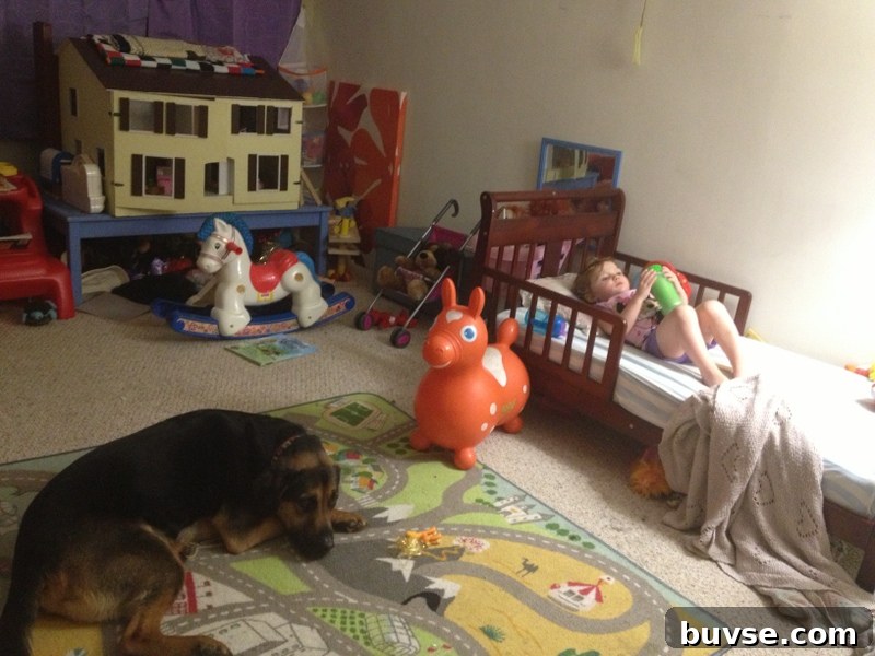 Dog curled up sleeping on bed