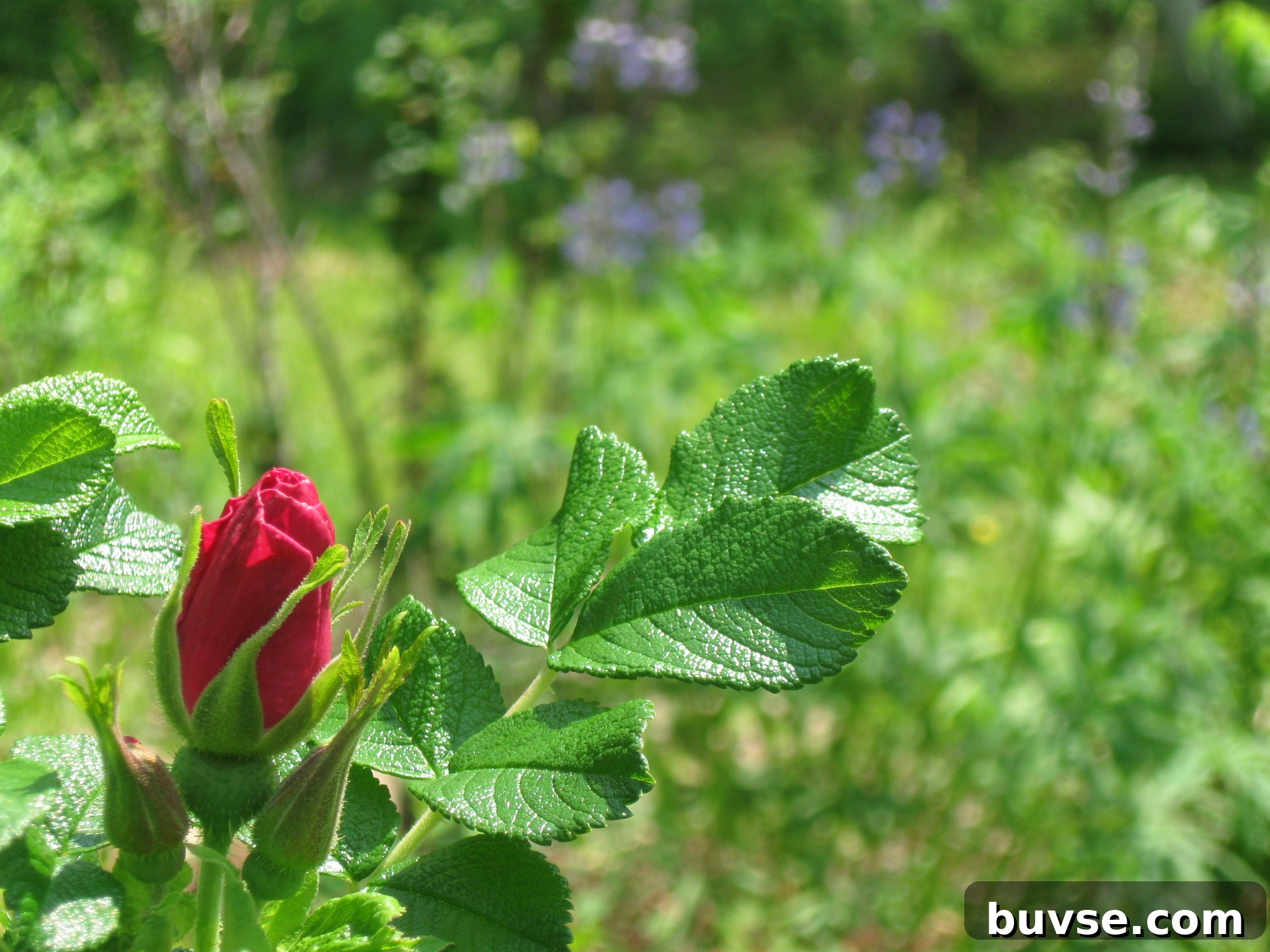 Rose Petal Jelly Recipe: How to Make Floral Jam 3 Wild rose on our land