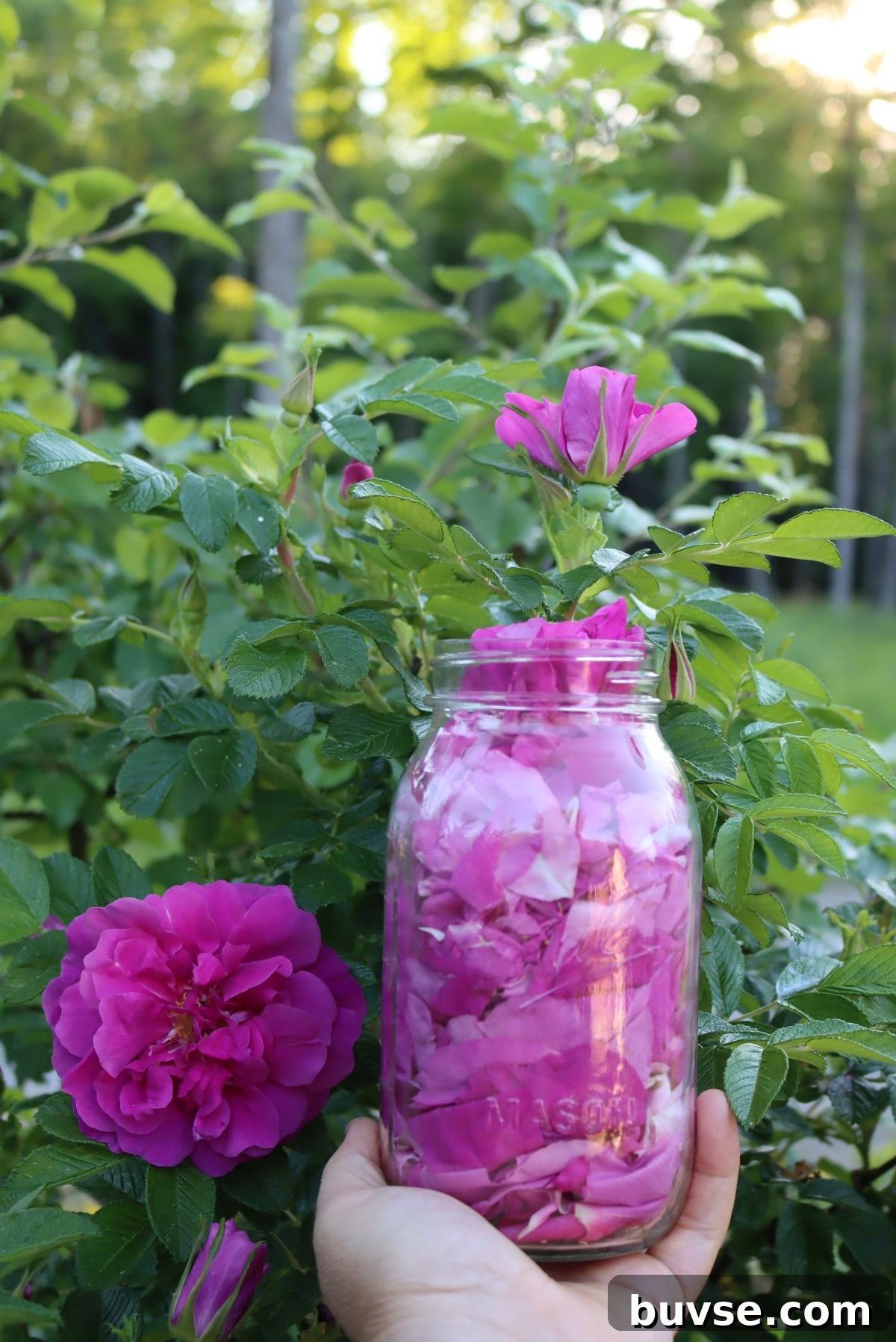 Rose Petal Jelly Recipe: How to Make Floral Jam 7 Harvesting petals for rose jelly