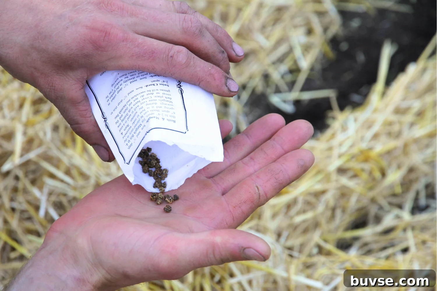 Dumping bumpy brown beet seeds from a seed packet into the palm of a hand for planting.