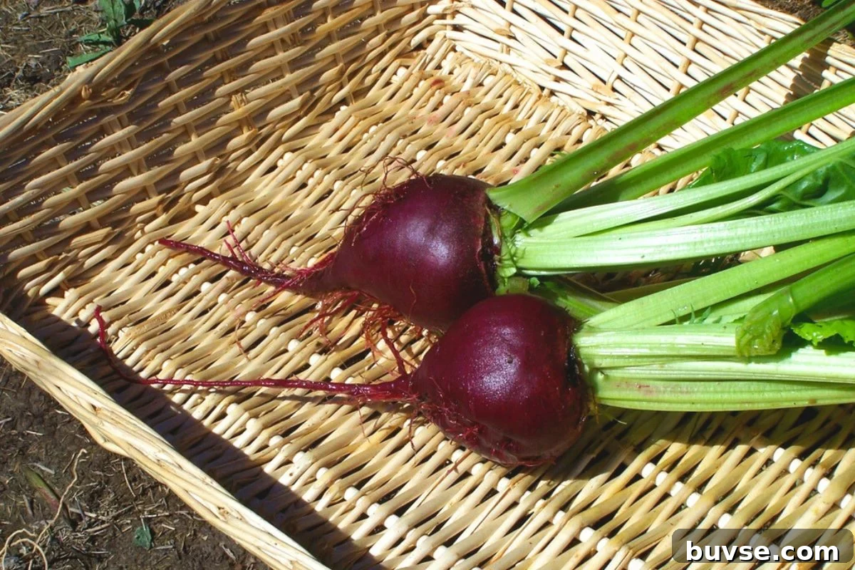 Freshly pulled Lutz Green Leaf beets for summer eating.