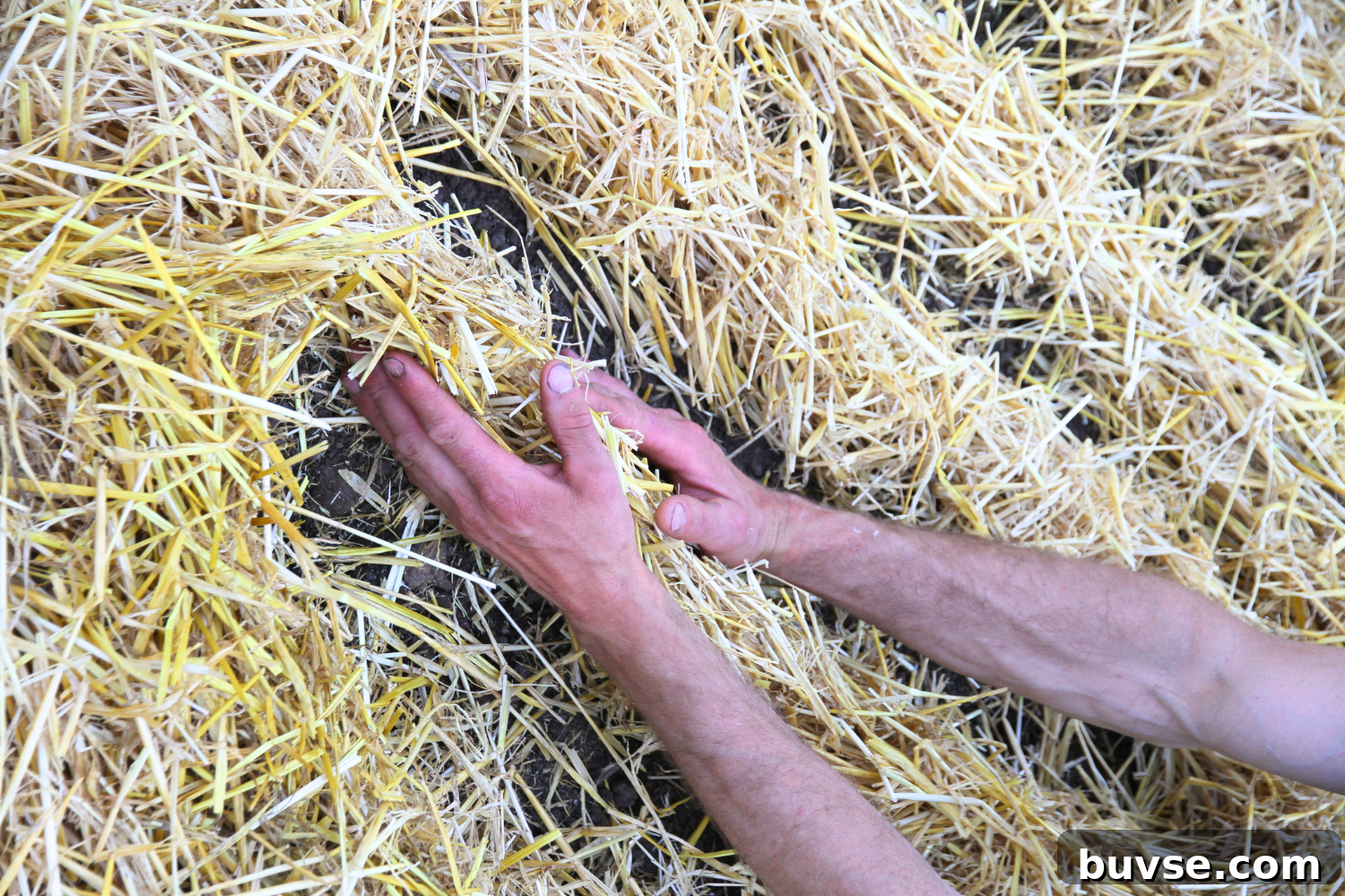 Parting straw into rows that are 6-8 inches apart for planting winter storage beets. 