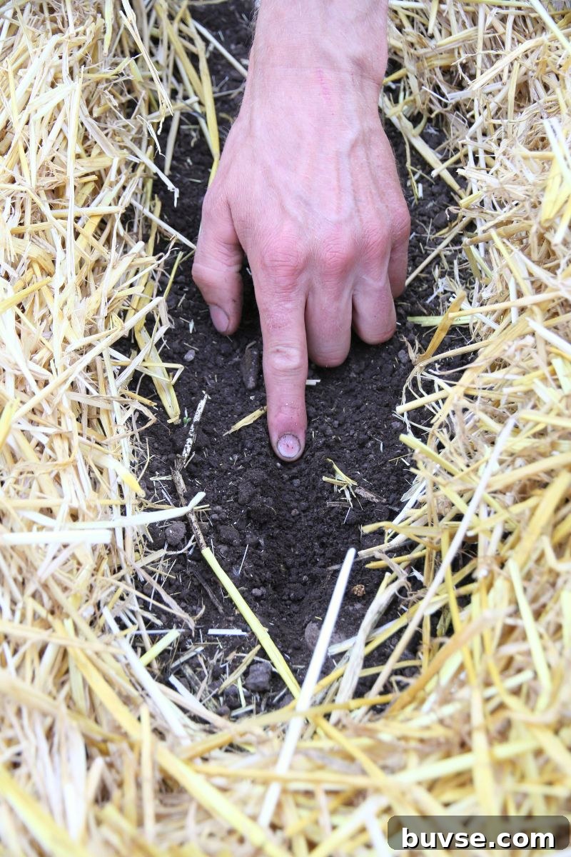 Making a 1/2 inch furrow in a garden bed using a pointer finger. 