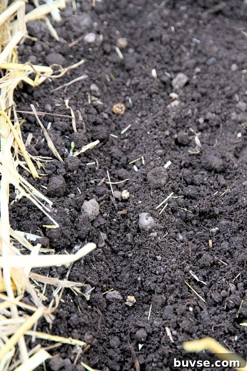 Beet seeds planted in a 1/2 inch deep trench. 