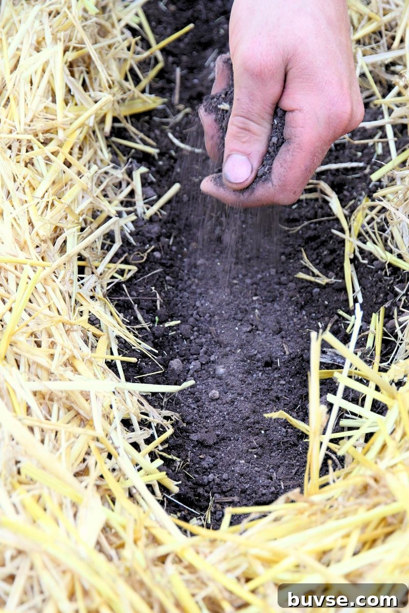 Sprinkling soil over freshly planted beet seeds, so they have a 1/2 inch covering of soil. 