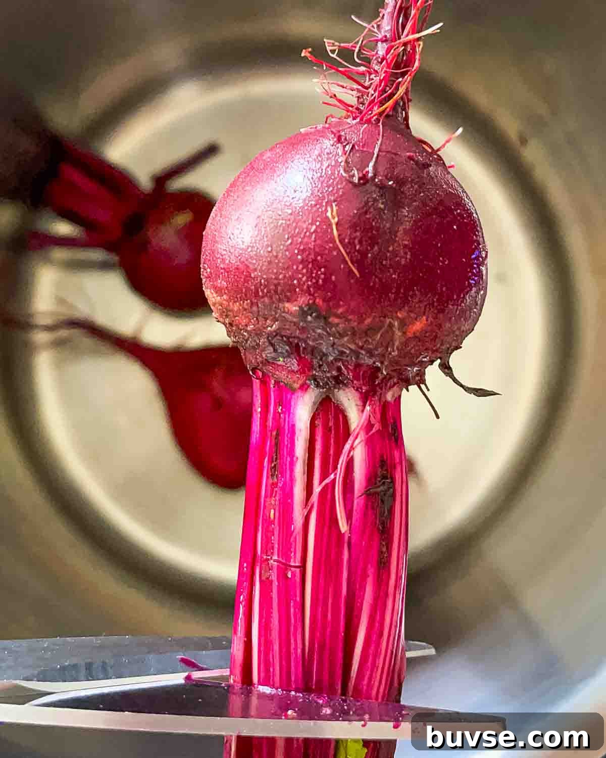 Homemade Old-Fashioned Pickled Beets Recipe 5 Scissors cutting off all the stem of the beet except for 2 inches.