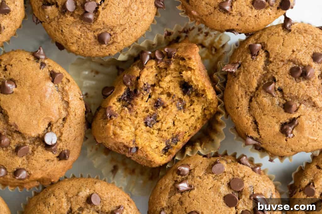 overhead shot of pumpkin chocolate chip muffins with one bit in the muddle