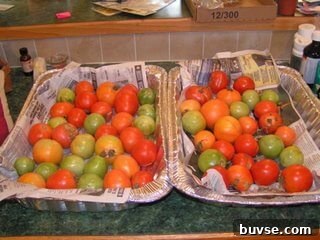garden tomatoes